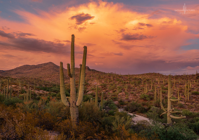 Desert Magic.jpg :: Desert Magic