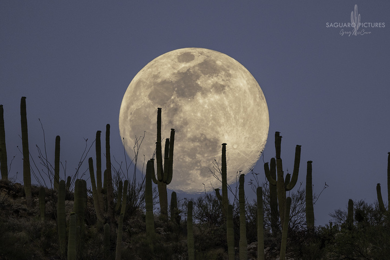 Desert Moonrise.jpg :: Desert Moonrise