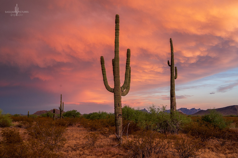 Desert Sunset.jpg :: Desert Sunset