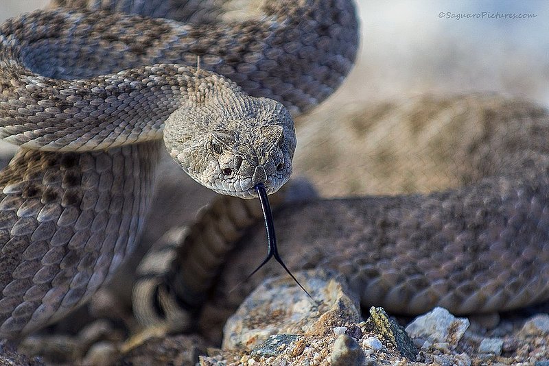Diamondback.jpg :: Diamondback