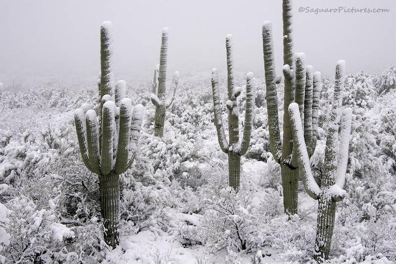 Dressed in White.jpg :: Dressed in White