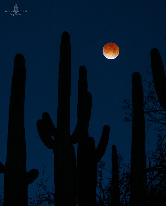 Eclipse Saguaro.jpg :: Eclipse Saguaro