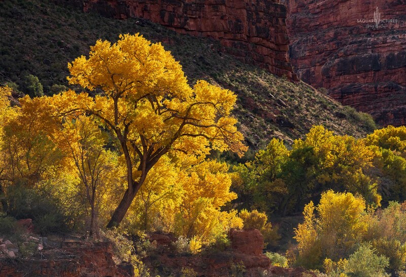 Golden Tree.jpg :: Golden Tree