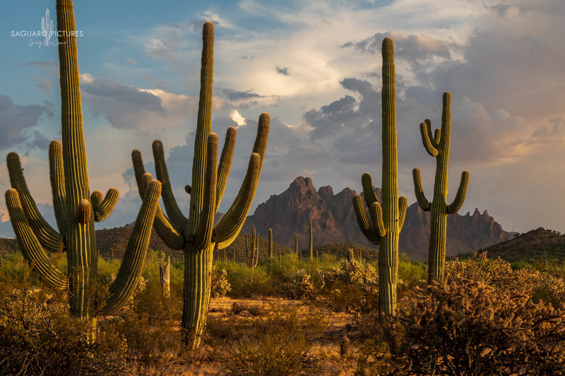 Ironwood.jpg :: Ironwood