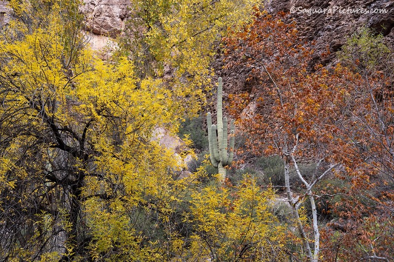 Irony in Fall.jpg :: Irony in Fall