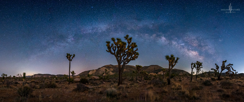 Joshua Tree Panorama.jpg :: Joshua Tree Panorama