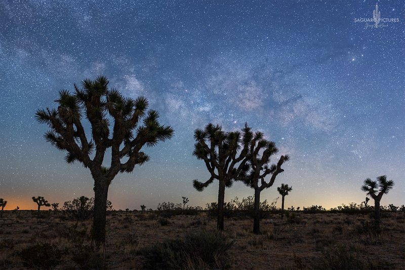 Joshua Tree.jpg :: Joshua Tree