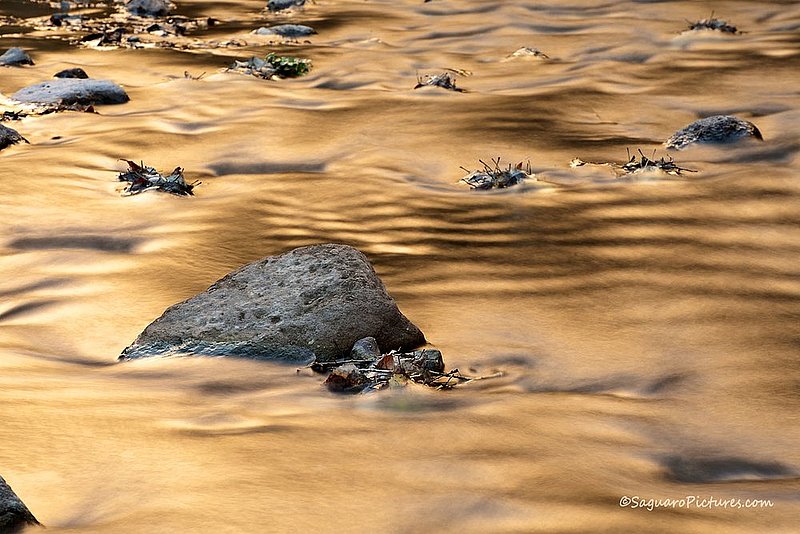 Liquid Gold.jpg :: Liquid Gold