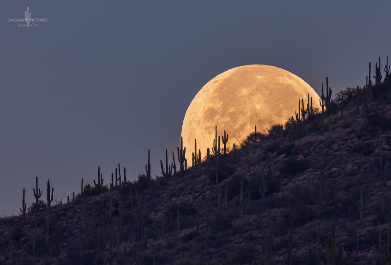 Little Giants.jpg :: Little Giants