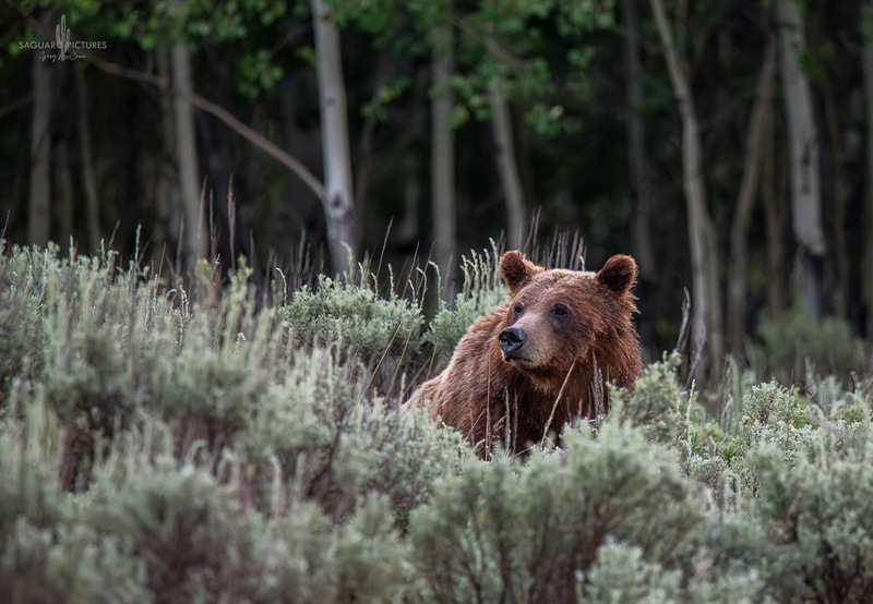 Mama Bear.jpg :: Mama Bear