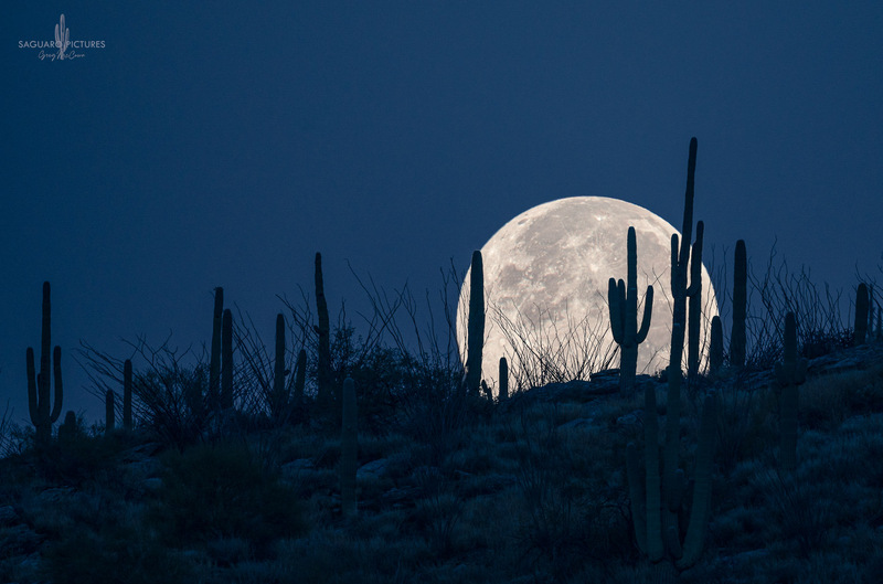 Moon Silhouette.jpg :: Moon Silhouette