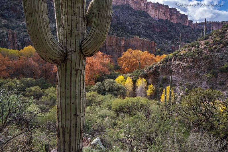 Only Aravaipa.jpg :: Only Aravaipa