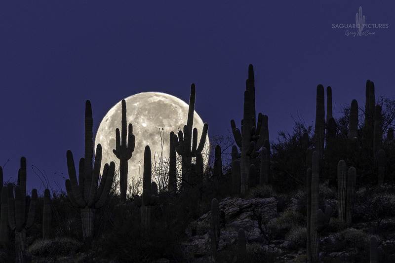 Pink Moon.jpg :: Pink Moon