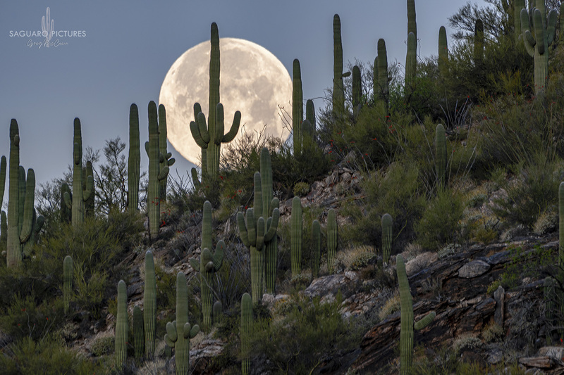 Pink Supermoon.jpg :: Pink Supermoon