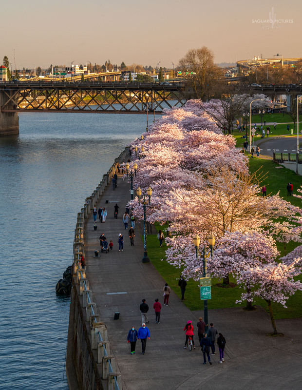 Portland Cherry Blossoms.jpg :: Portland Cherry Blossoms