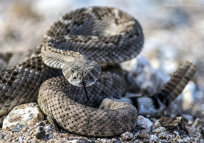 Posed to Strike.jpg :: Posed to Strike