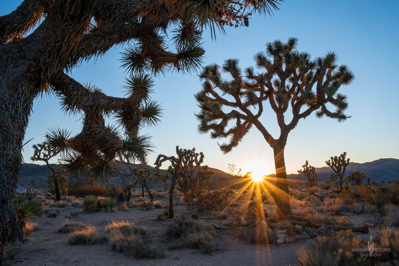 Prickly Sunburst.jpg :: Prickly Sunburst