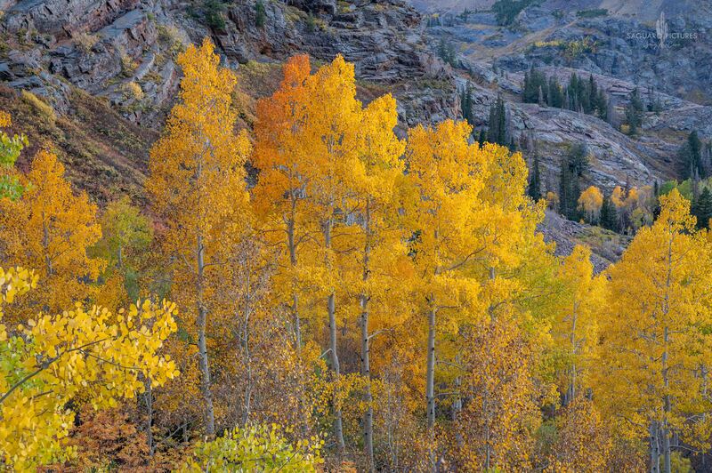 Rugged Aspens.jpg :: Rugged Aspens