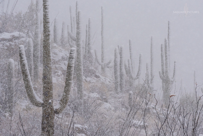 Saguaro White Out.jpg :: Saguaro White Out