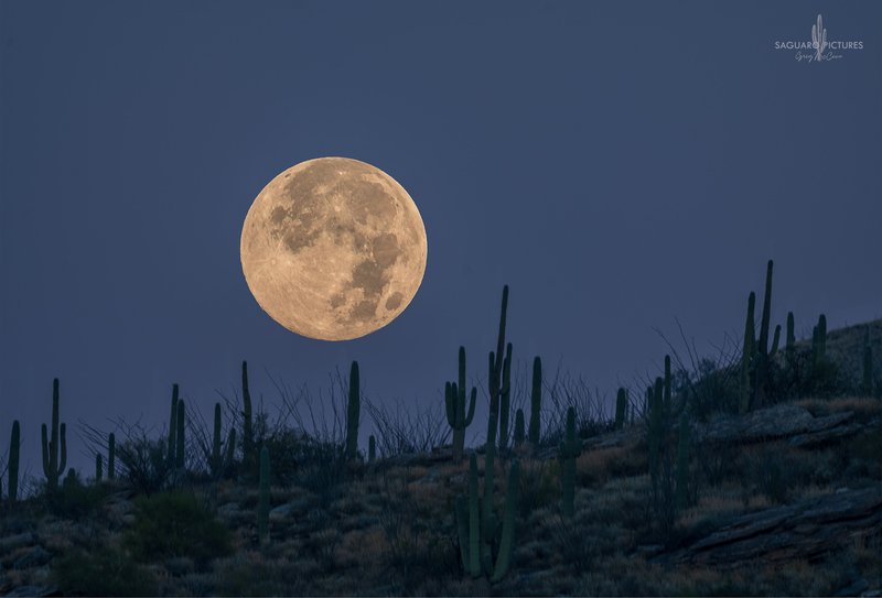 Saguaros and Moon.jpg :: Saguaros and Moon