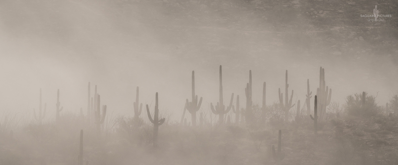 Saguaros in the Mist.jpg :: Saguaros in the Mist