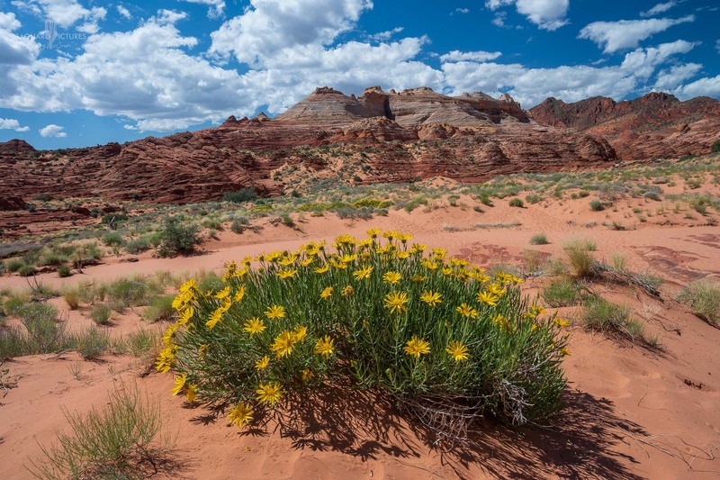 Sandstone Wildflowers.jpg :: Sandstone Wildflowers