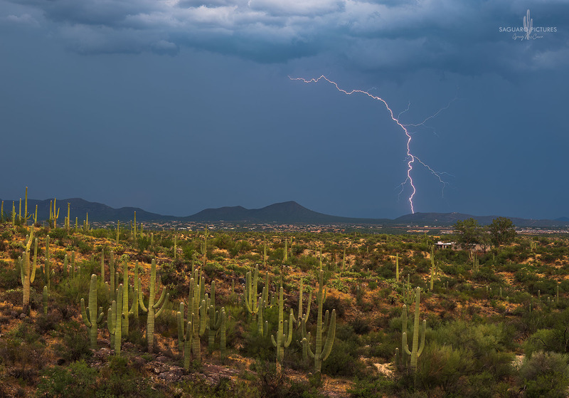 Sea of Saguaros.jpg :: Sea of Saguaros