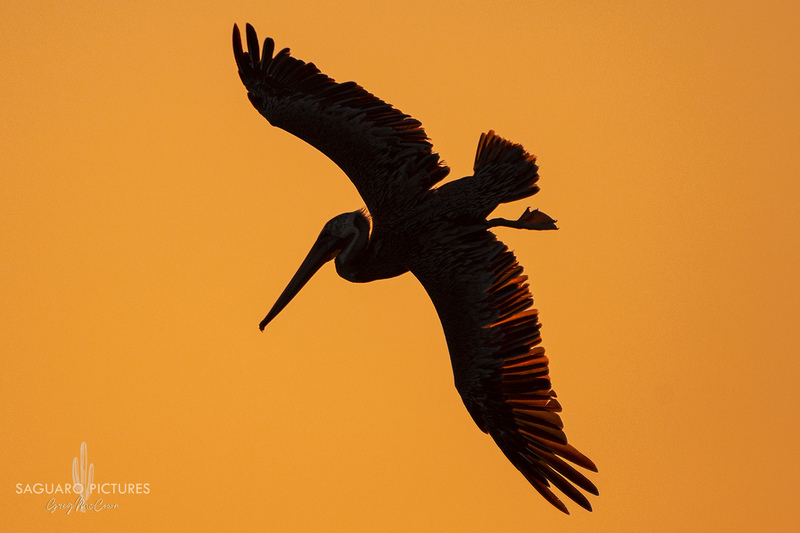 Silhouette in Flight.jpg :: Silhouette in Flight