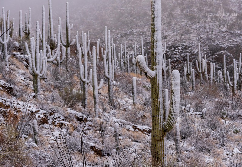 Snow on the Saguaros.jpg :: Snow on the Saguaros
