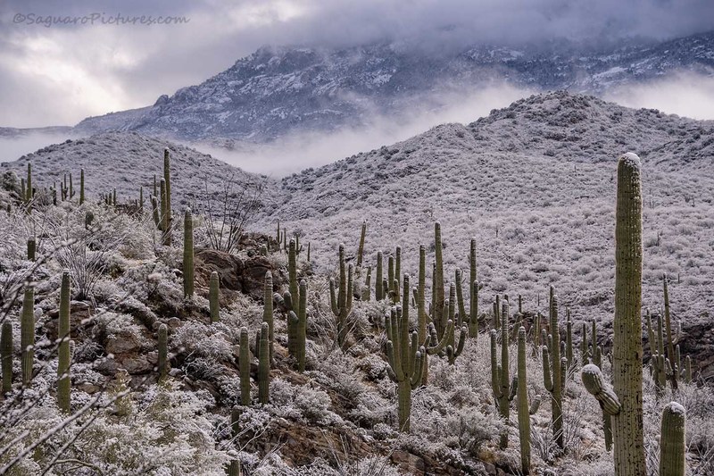 Snowuaros.jpg :: Snowuaros