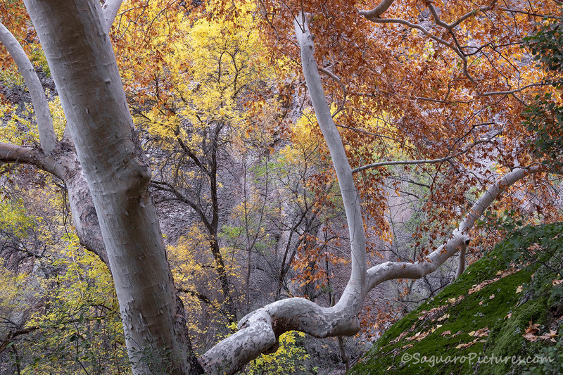 So Much Color.jpg :: So Much Color