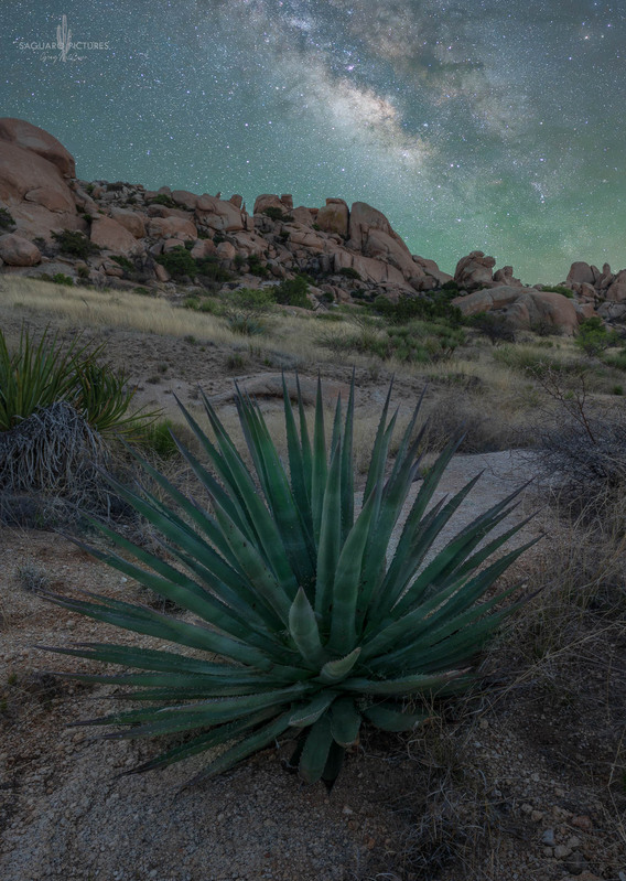 Spikey.jpg :: Spikey