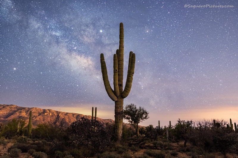 Stars and Saguaros.jpg :: Stars and Saguaros