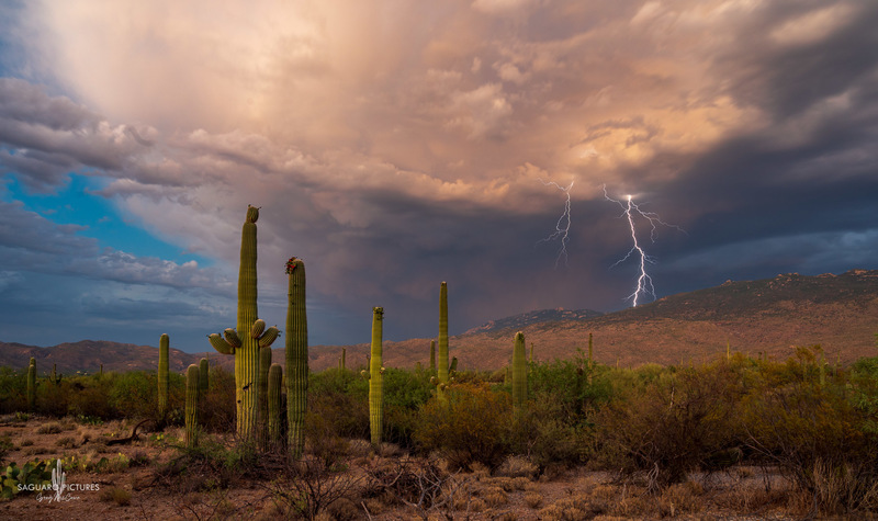 Storm over the Park.jpg :: Storm over the Park