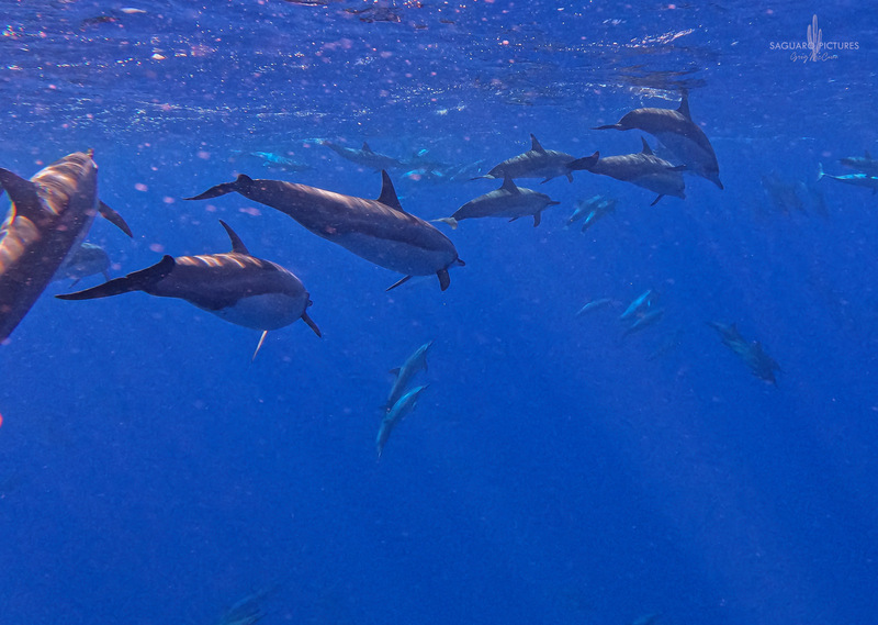 Swimming with Spinners.jpg :: Swimming with Spinners