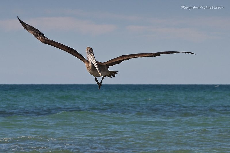 The Great Fisherman.jpg :: The Great Fisherman