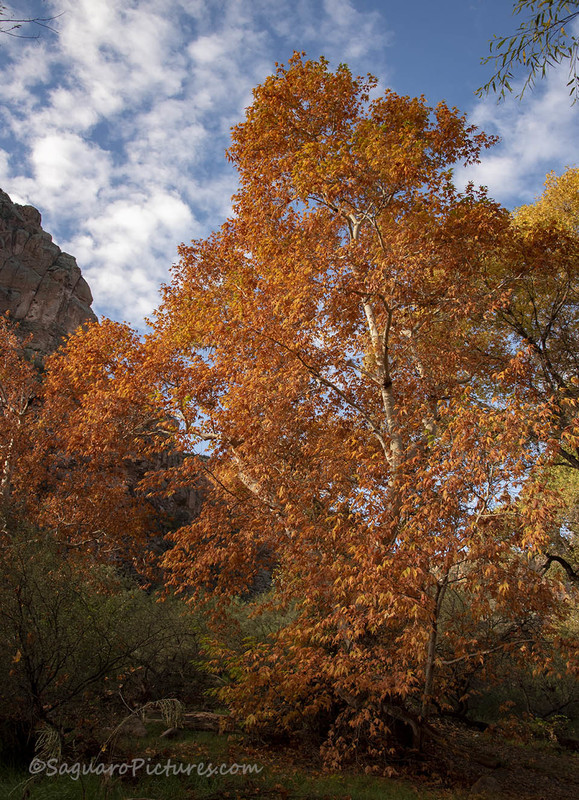 The Sycamore.jpg :: The Sycamore