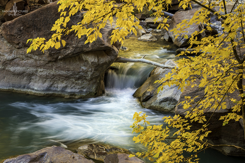 Through the Yellow.jpg :: Through the Yellow