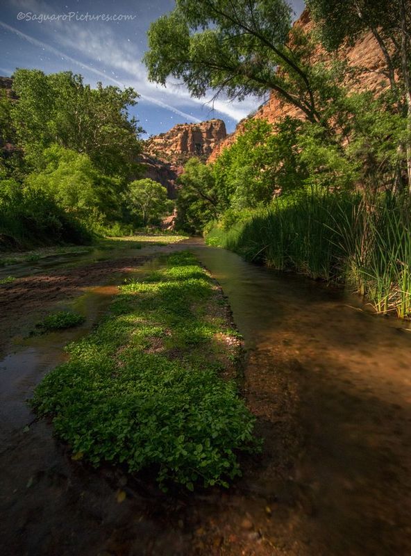 Watercress.jpg :: Watercress