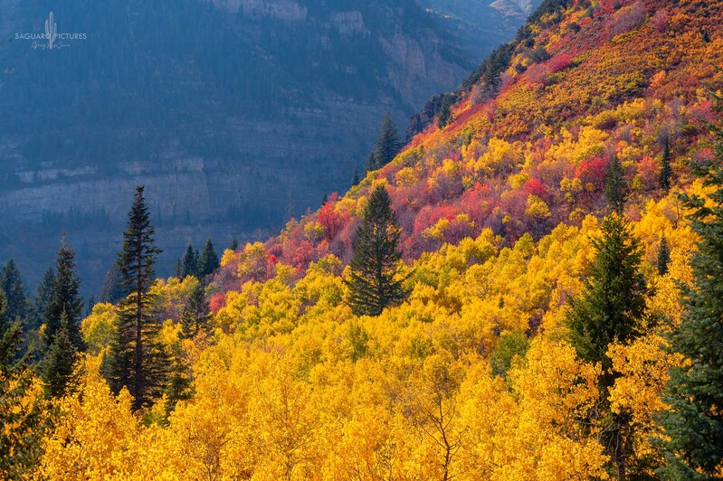 Wild Wasatch.jpg :: Wild Wasatch