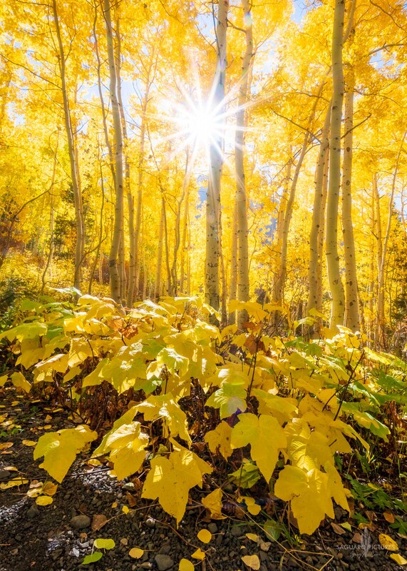 Yellow.jpg :: Yellow