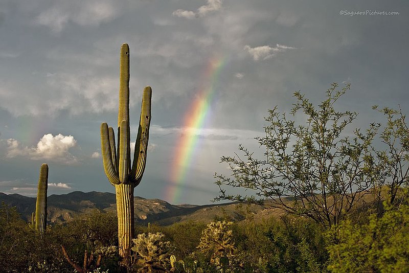 Rainbow.jpg :: Rainbow