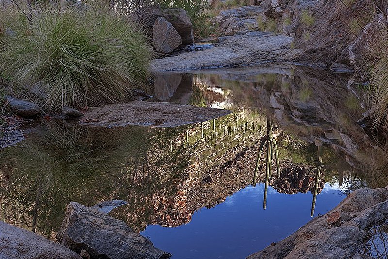 Saguaro Reflection.jpg :: Saguaro Reflection