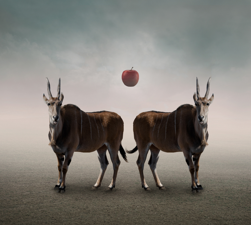 Eland.jpg :: Wildtype- Mutant