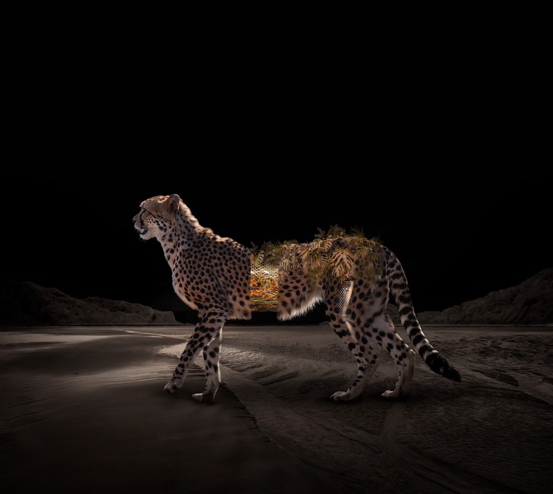 Mutant-Cheetah.jpg :: Wildtype Mutant - Cheetah