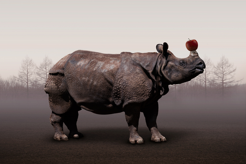 Rhino.jpg :: Apple_Rhino