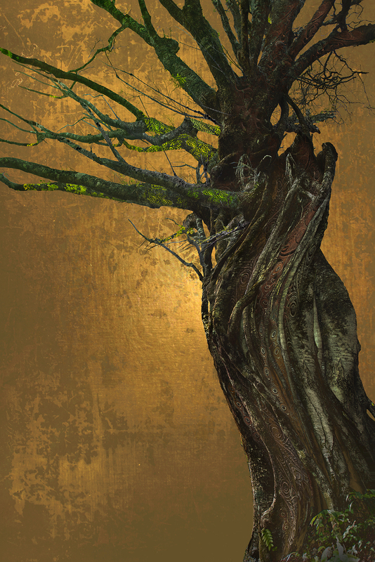 Rooted Solitude-2.jpg :: Rooted Solitude