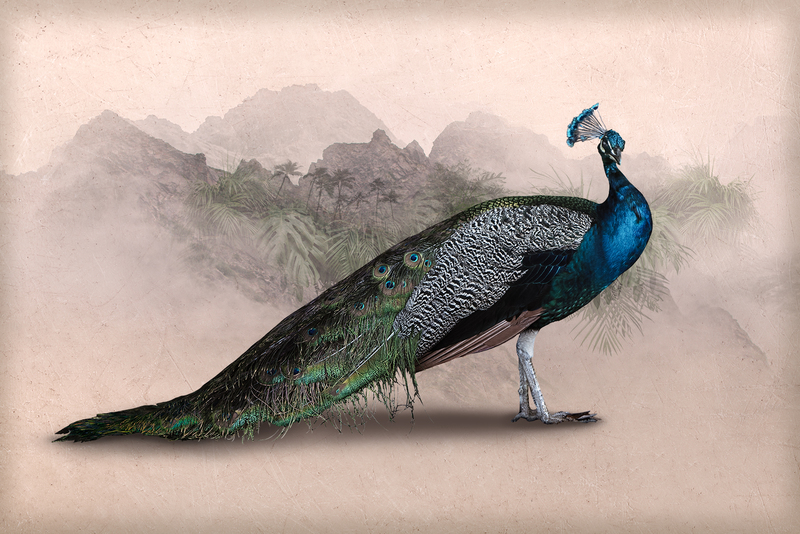peacock0.jpg