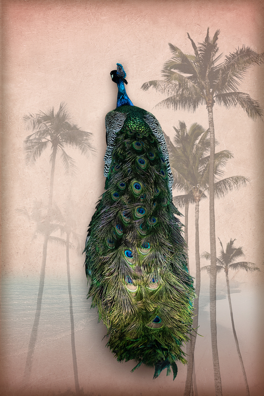 peacock1.jpg