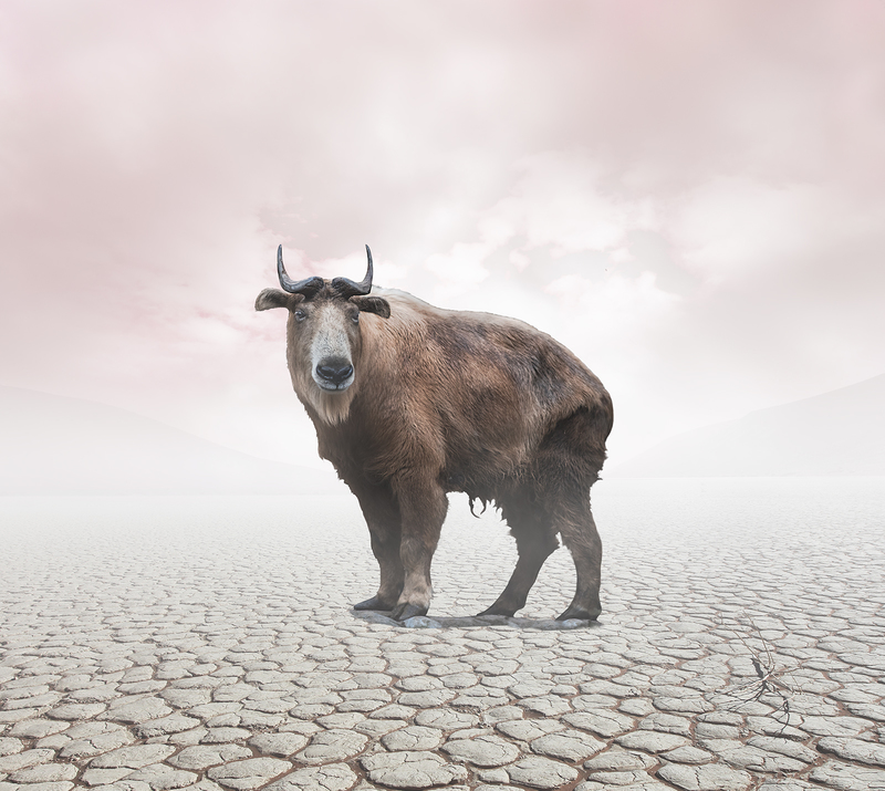 Bison 1.jpg